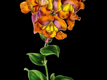 plant pattern texture (ID:ffaag92092)