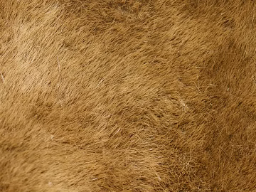 animal fur texture (ID:ffagg49103)