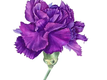 Plant painting texture (ID:ffach510220)