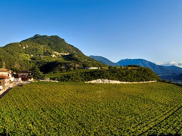Vineyard Plantation Landscape texture (ID:ffach459613)