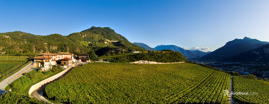 Vineyard Plantation Landscape texture