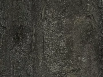 bark texture (ID:ffaag70160)