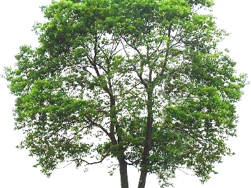 Tree texture (ID:ffaag53611)
