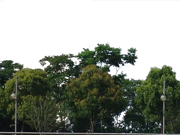 Plants texture (ID:ffagg33933)