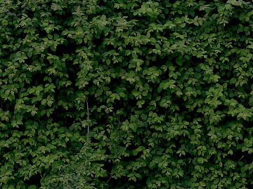 Plants texture (ID:ffaaf2187)