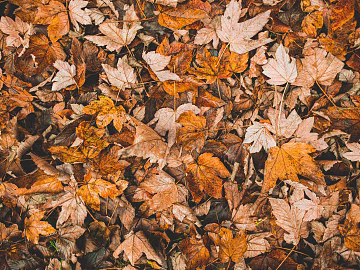 fallen leaves 3d model