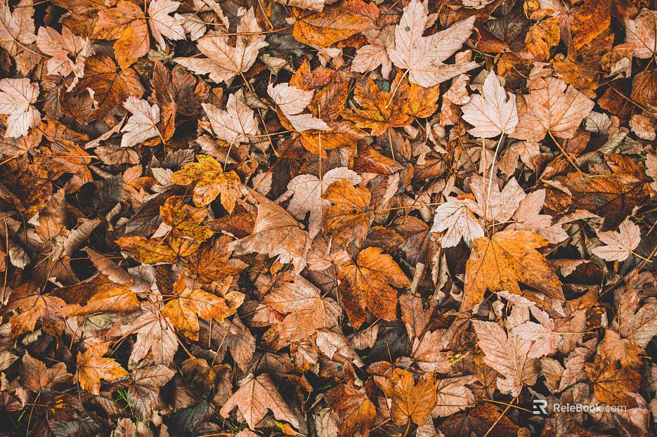 fallen leaves texture
