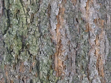 bark texture (ID:ffach251114)