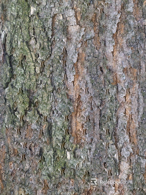 bark texture