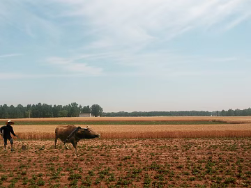 Pastoral scenery texture (ID:ffaeg54928)