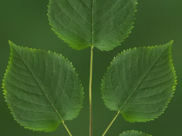 leaves texture (ID:ffacg64417)
