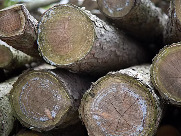 Trunk section texture (ID:ffabg02760)