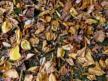 fallen leaves texture (ID:ffabg48741)