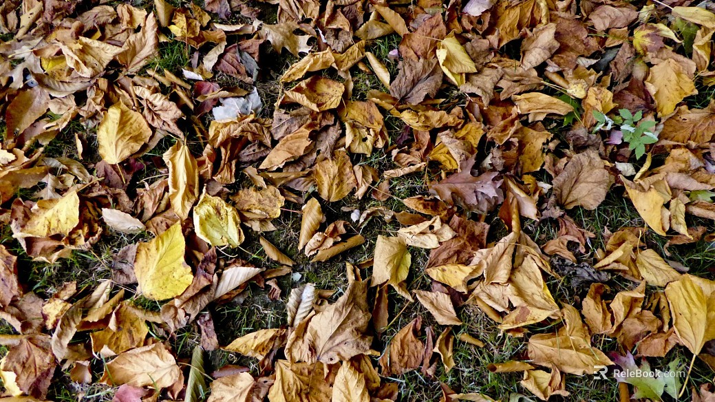 fallen leaves texture