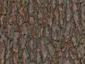 bark texture (ID:ffaeg04684)