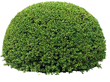 Shrubs texture (ID:ffaeg69710)