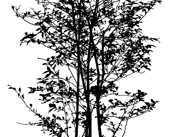 black and white tree shadow texture (ID:ffaeg65007)