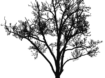 black and white tree shadow texture (ID:ffaag77872)