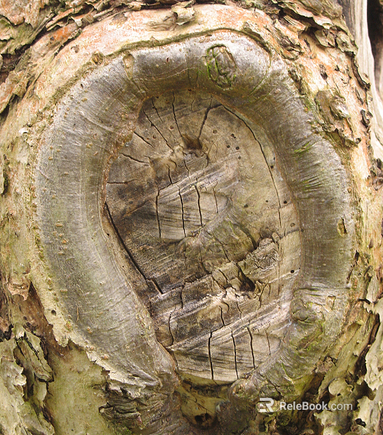 bark texture