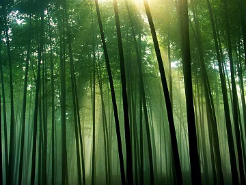 Wild Scenery texture (ID:ffaeg43035)