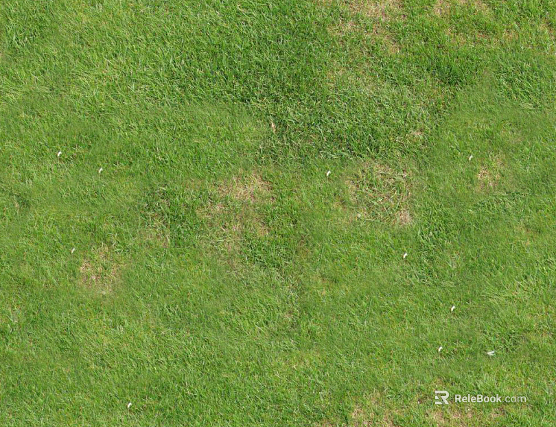 Grassland texture