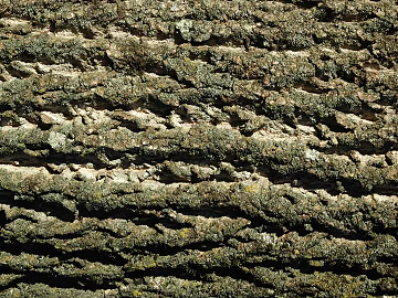 bark texture (ID:ffagg67051)