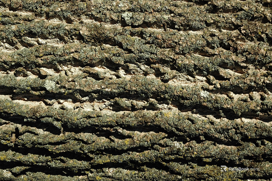 bark texture
