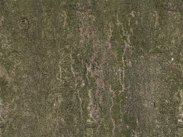 bark texture (ID:ffaaf8603)