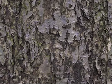 bark texture (ID:ffaff2081)