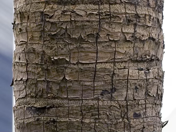 Trunk texture (ID:ffagg59177)