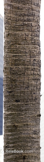 Trunk texture