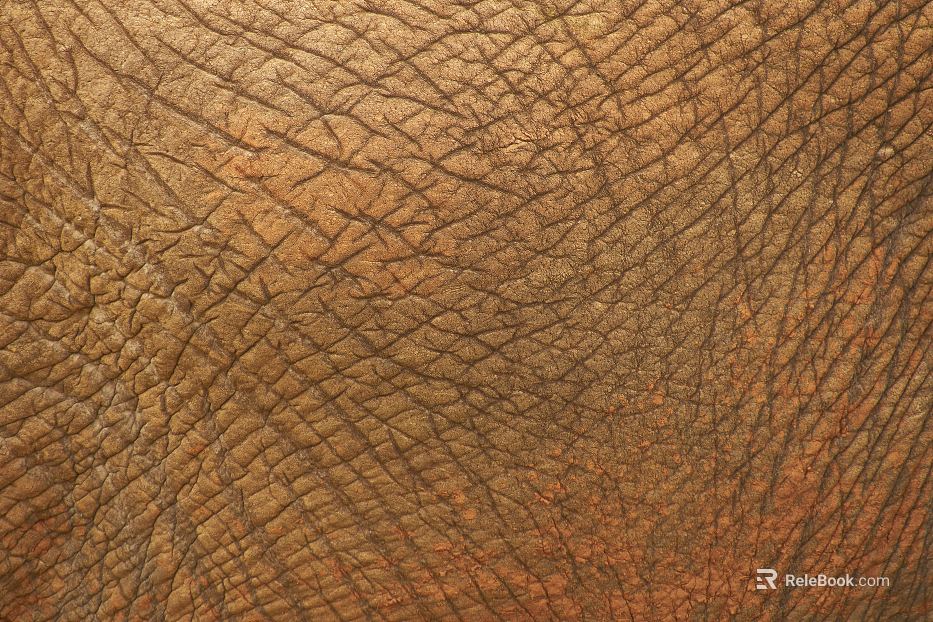 Coarse-grain leather texture