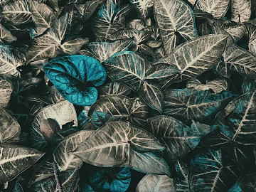 Plant painting texture (ID:ffagg22128)