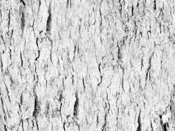 bark texture (ID:ffacg95355)