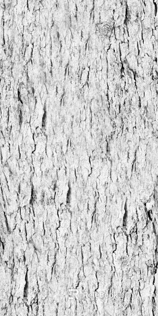 bark texture