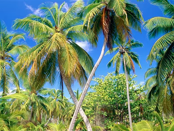 Wild Scenery texture (ID:ffajg02109)