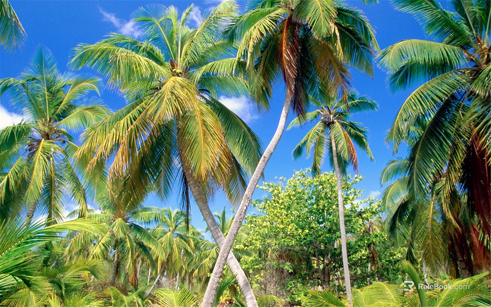 Wild Scenery texture
