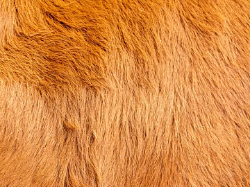 animal fur texture (ID:ffabg54090)