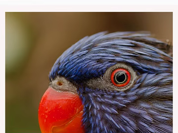 Animal painting texture (ID:ffabg24793)