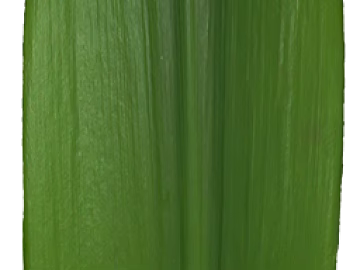 leaves texture (ID:ffacg58980)