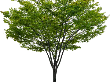 Plants texture (ID:ffacg21880)