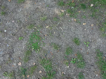 Grassland texture (ID:ffaeg29323)