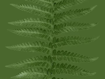 leaves texture (ID:ffacg87272)