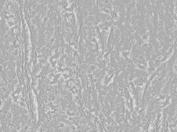 Light Gray Textured Paint Wall Coating texture (ID:ffaeh274689)