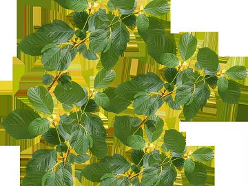 Plants texture (ID:ffagg67410)