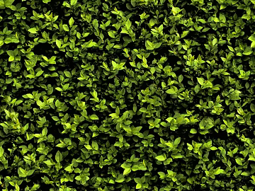 Plants texture (ID:ffajg90710)