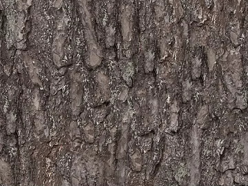 bark 3d model