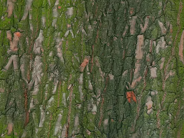 bark texture (ID:ffacg34948)
