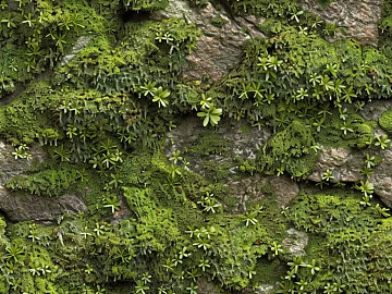 moss texture (ID:ffach324518)