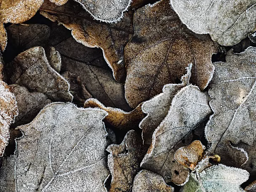leaves texture (ID:ffaeg16533)